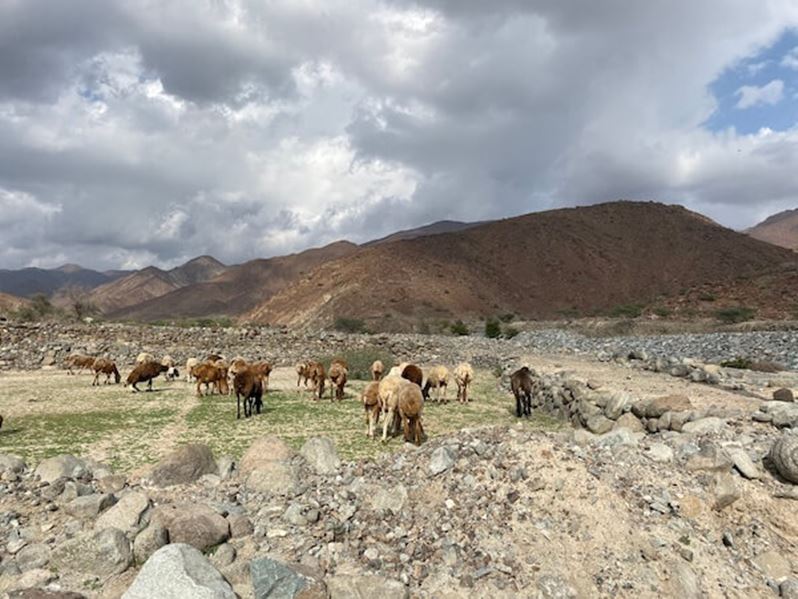 Explore Wadi Al Helo: Unveiling Ancient Sites and Stunning Hikes 2 Goats Grazing At Wadi Al Helo